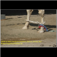 29290 02 0092 koenigliche Kamelfarm, Bahrain, Emirate 2017.jpg